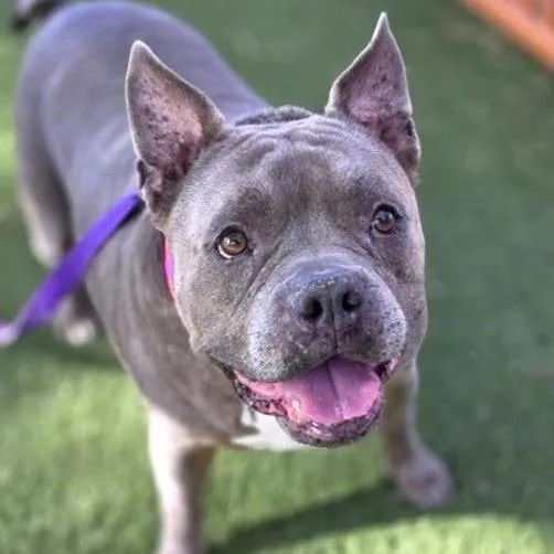 A senior large-sized female Gray / Blue / Silver Pit Bull Terrier dog named Chata for adoption in Las Vegas, NV