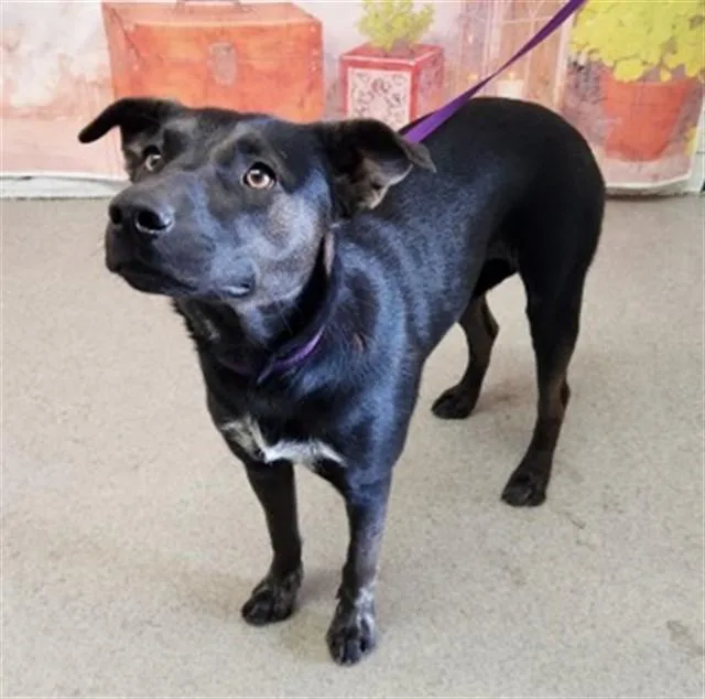 A young medium-sized female German Shepherd Dog dog named Bella for adoption in San Bernardino, CA