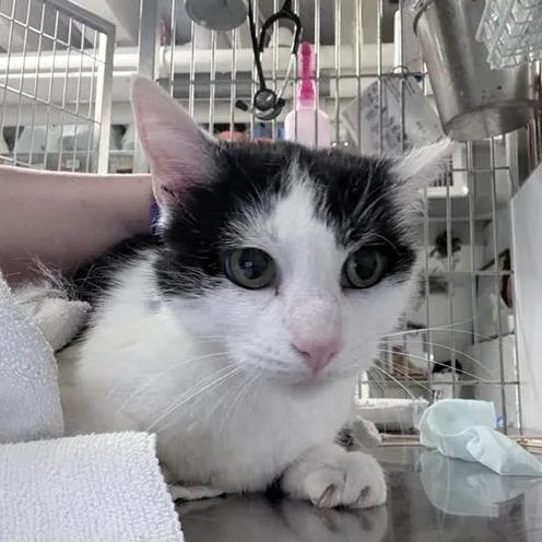 An adult medium-sized female Black Domestic Short Hair cat named Mary for adoption in New York, NY