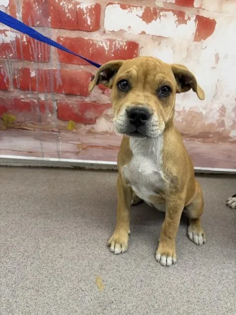 A baby small-sized female Pit Bull Terrier dog named Polly for adoption in San Bernardino, CA