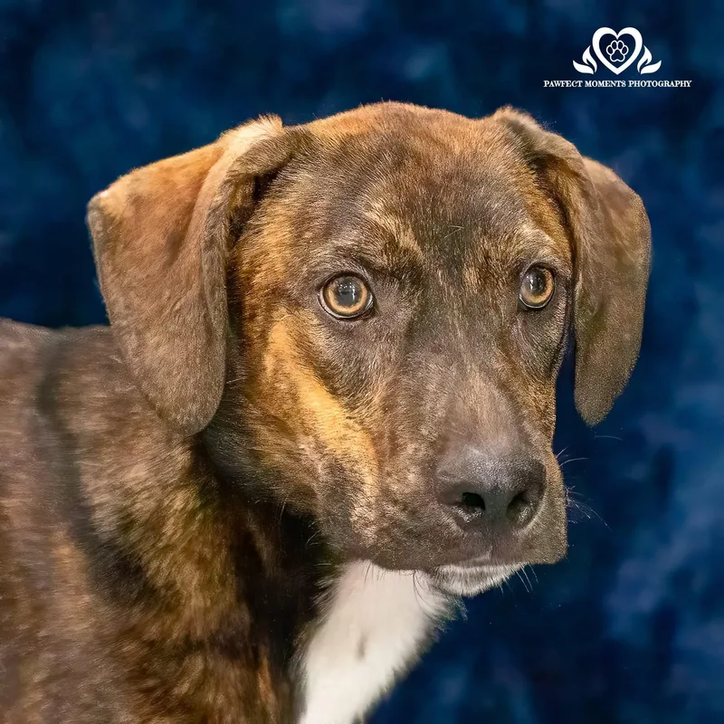A young medium-sized male Brindle Hound dog named Justify for adoption in Tomball, TX