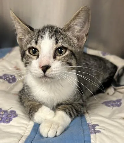 A young small-sized male Domestic Short Hair cat named Hades for adoption in Phoenix, AZ