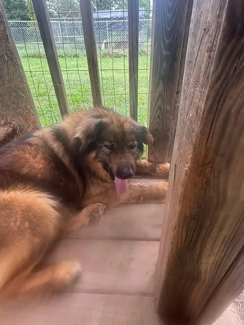 Sergeant thumbnail 2