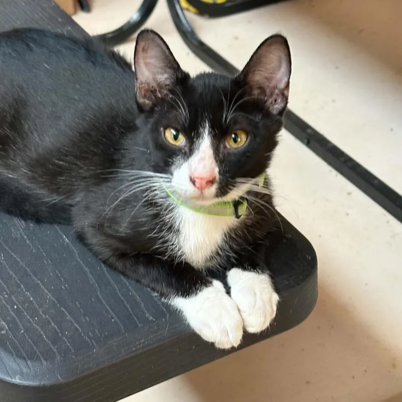 A young small-sized male Black Domestic Short Hair cat named Indigo for adoption in Las Cruces, NM
