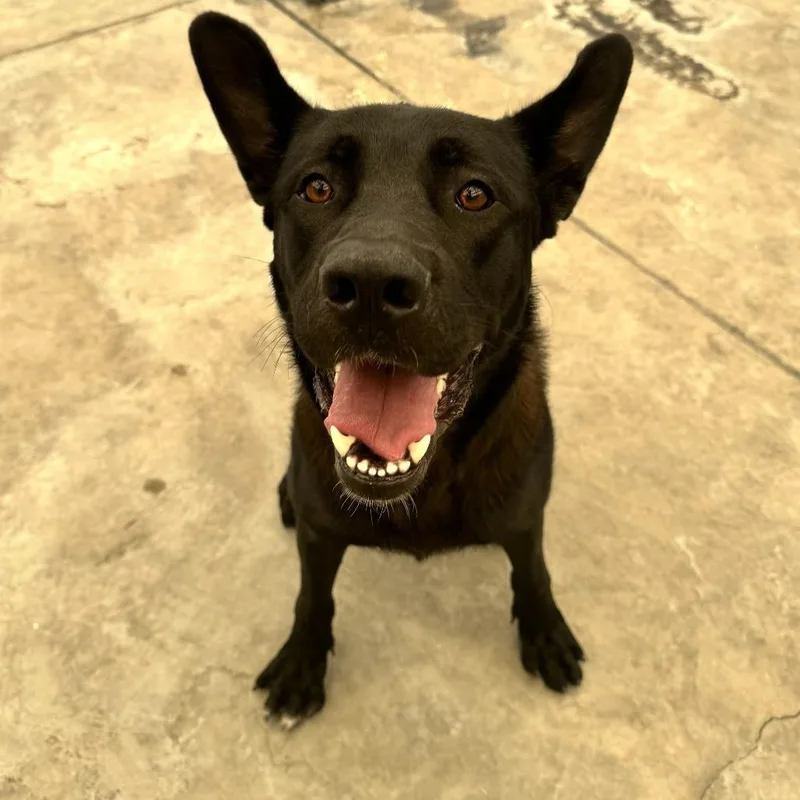 A young large-sized female Black Shepherd dog named Grace for adoption in Long Beach, CA