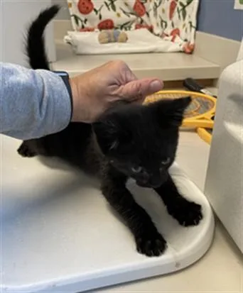 A baby small-sized male Domestic Short Hair cat named Soot for adoption in San Jose, CA