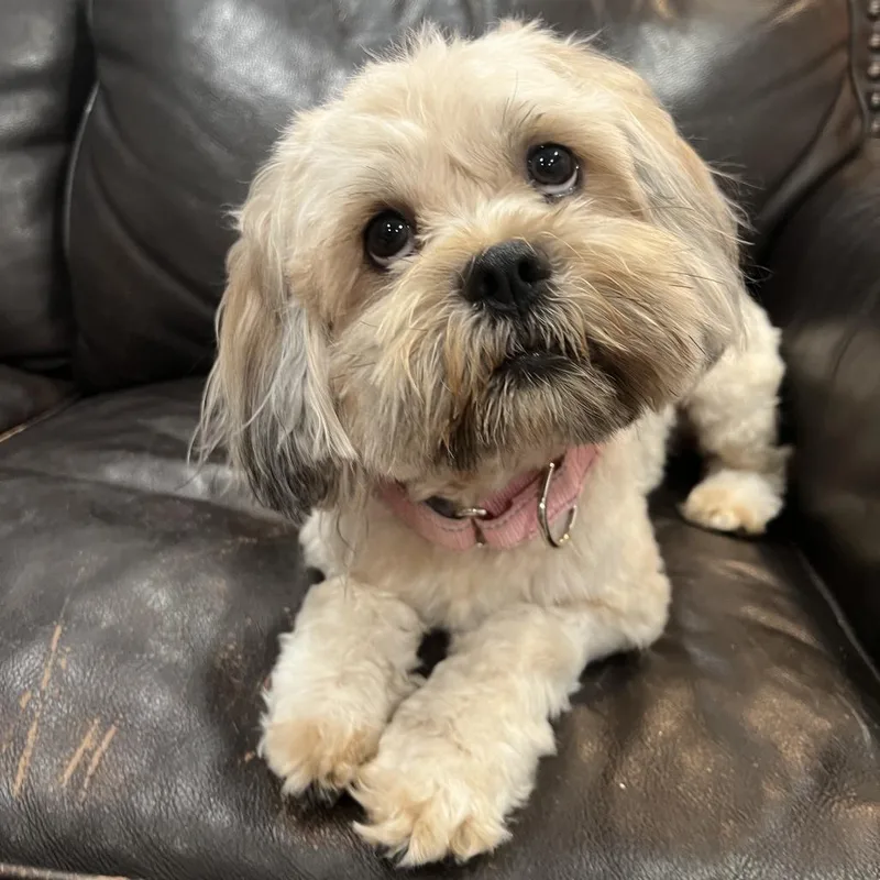 A young small-sized male Yellow / Tan / Blond / Fawn Shih Tzu dog named Niko for adoption in Phoenix, AZ