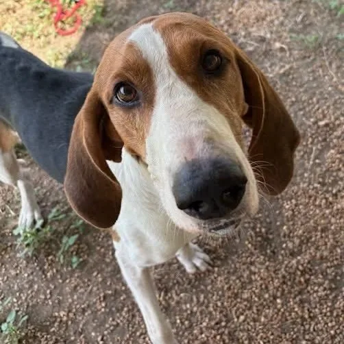 A young medium-sized male Tricolor (Brown, Black, & White) Treeing Walker Coonhound dog named Marvin for adoption in Tunica, MS