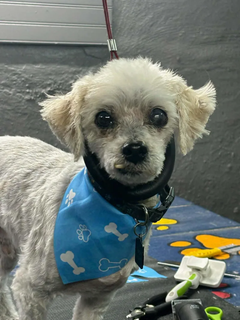 A senior small-sized male Poodle dog named Carleton "Mellow Fellow!" for adoption in St. Louis, MO
