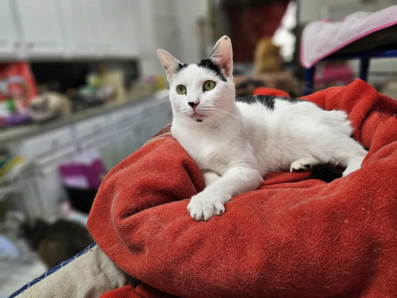 Sterling thumbnail 2