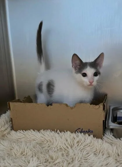 A baby small-sized male Domestic Short Hair cat named Mars for adoption in Honolulu, HI