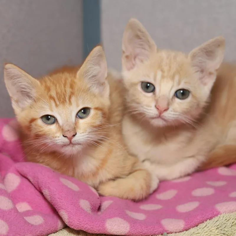 A baby small-sized female Orange / Red Domestic Short Hair cat named Loaf for adoption in Evansville, IN