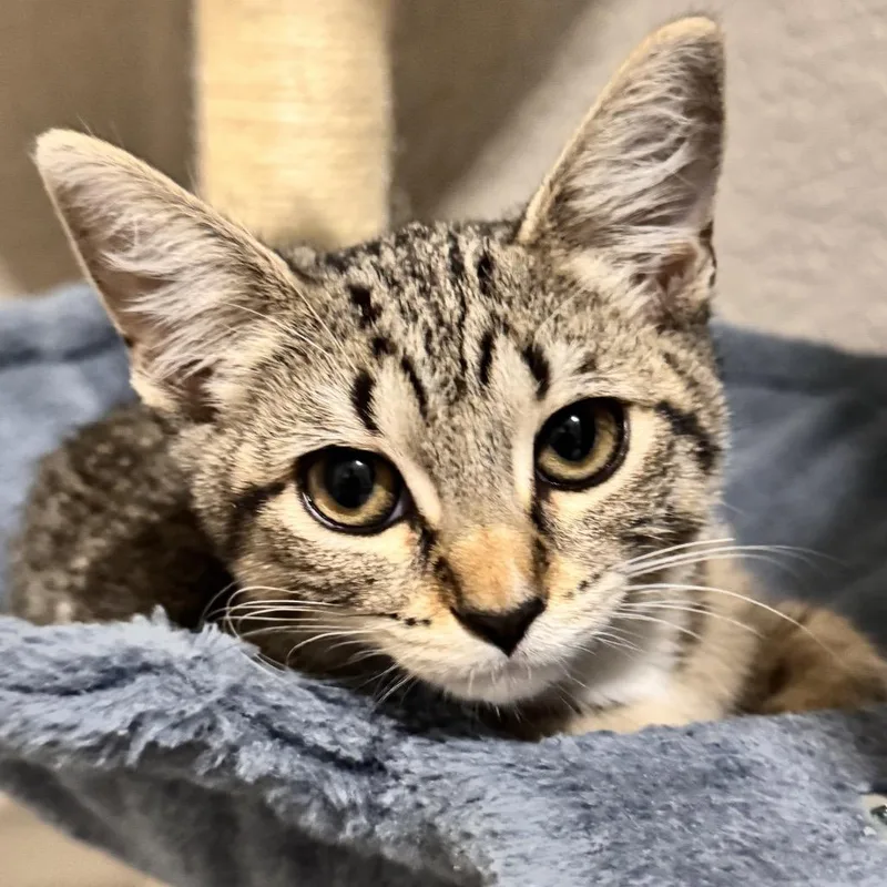 A baby small-sized female Brown / Chocolate Domestic Short Hair cat named Delete for adoption in Boerne, TX