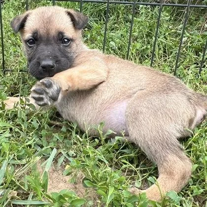 A baby small-sized male Brindle German Shepherd Dog dog named Yoakam for adoption in Marshall, VA