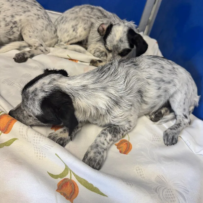 A baby small-sized female White / Cream Mixed Breed dog named Crouton for adoption in Las Cruces, NM
