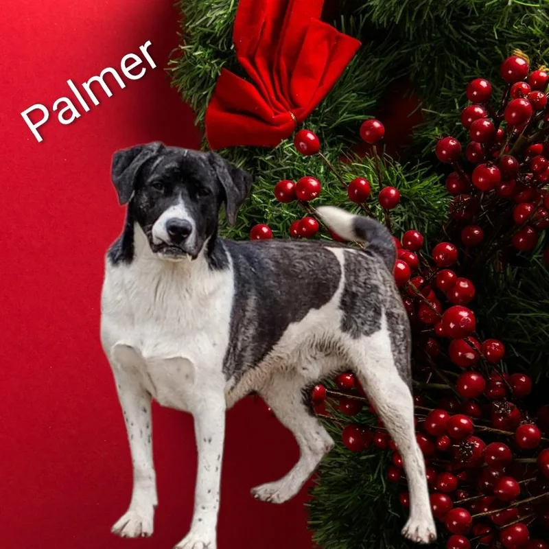 Palmer