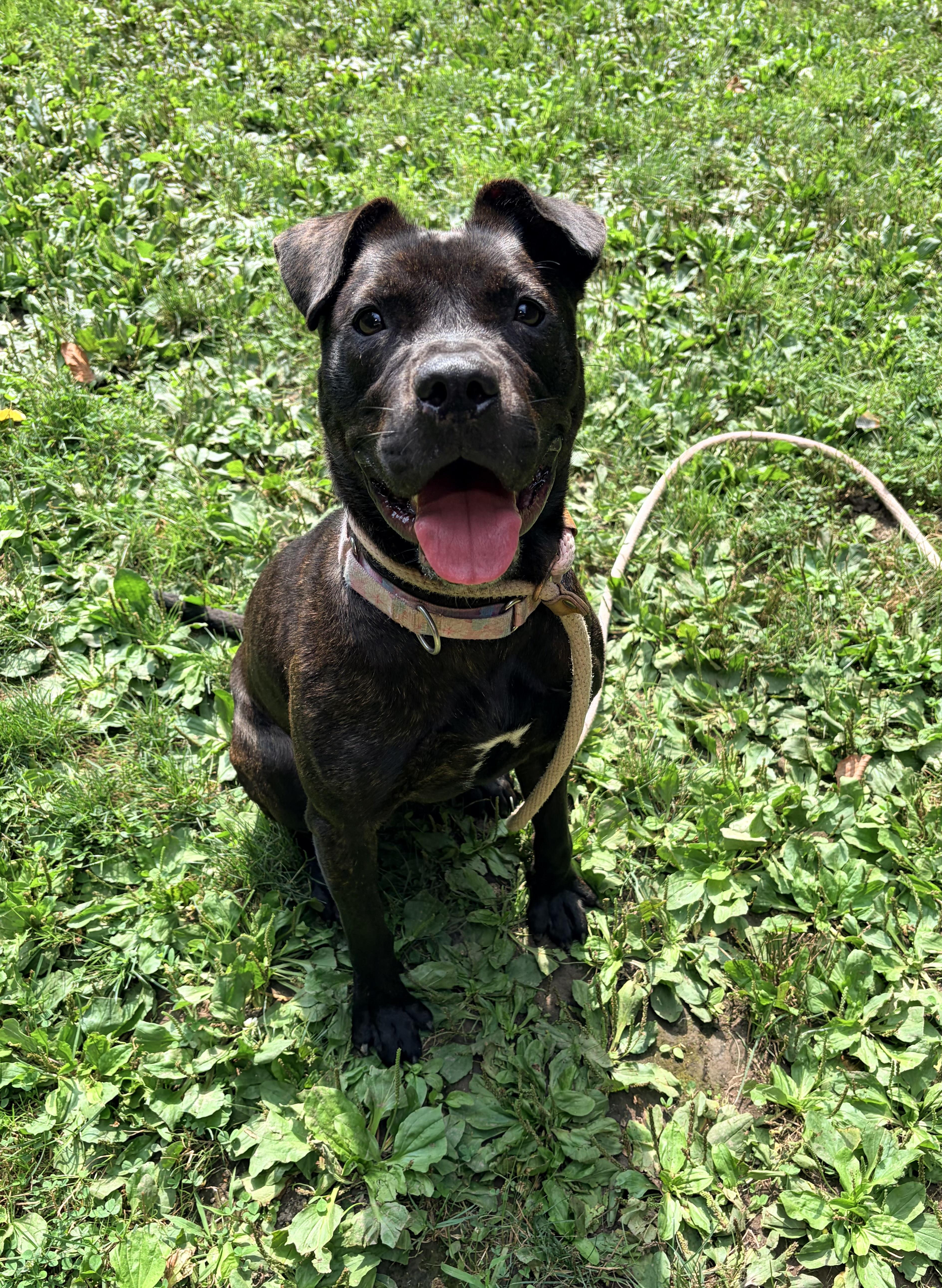 A young medium-sized female Pit Bull Terrier dog named Cinder for adoption in White Oak, PA
