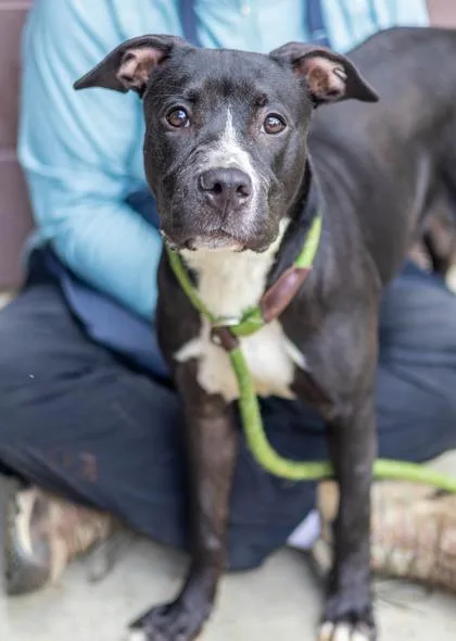 An adult medium-sized female Mixed Breed dog named Validity for adoption in Chamblee, GA