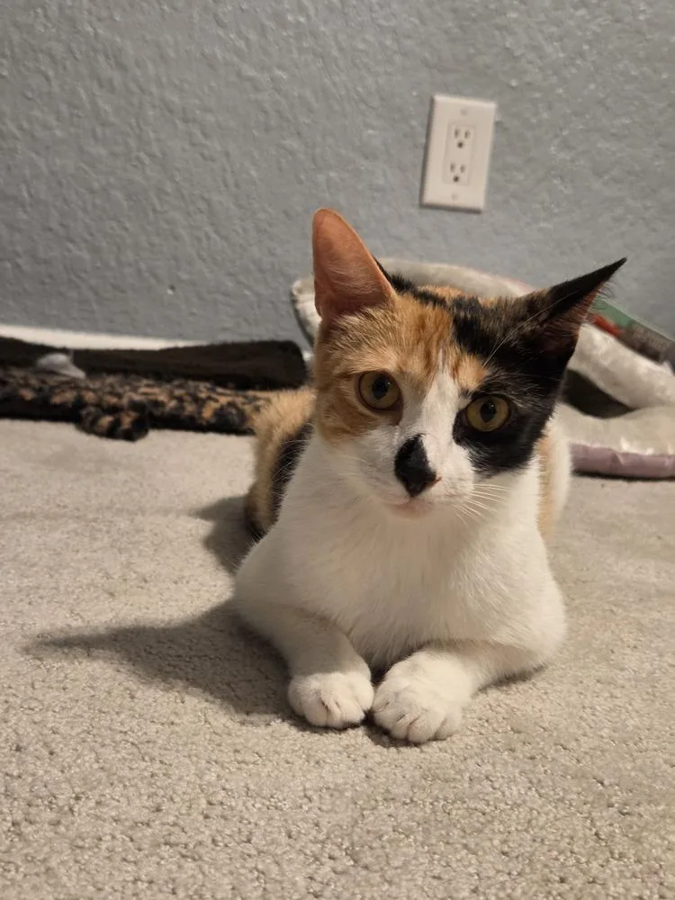 An adult small-sized female Orange & White Domestic Short Hair cat named Willow for adoption in Orlando, FL