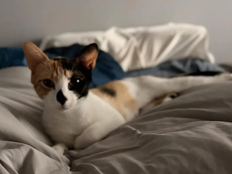 Willow thumbnail 3