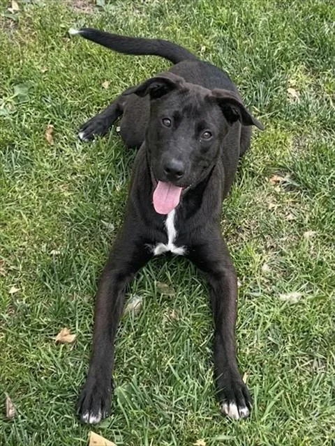 A young small-sized female Pit Bull Terrier dog named Scarlett for adoption in Riverside, CA
