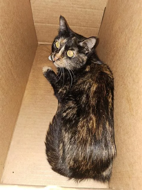 A young medium-sized female Domestic Short Hair cat named Francine for adoption in Dallas, TX