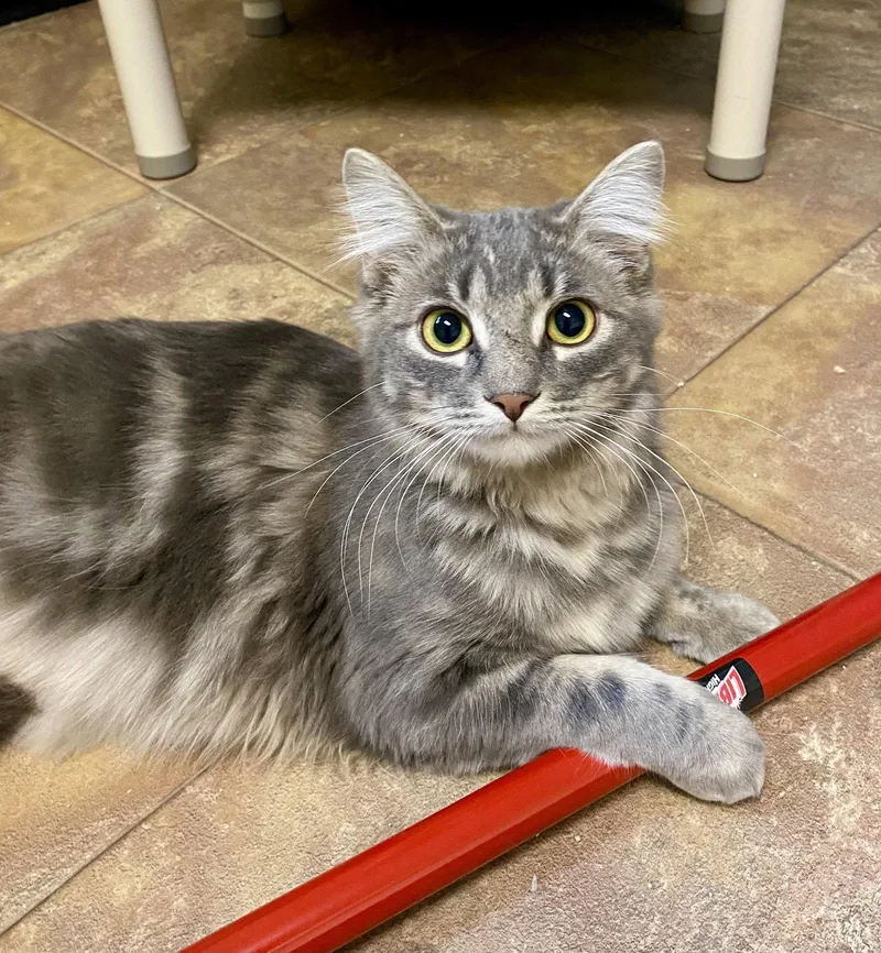 A young medium-sized female Domestic Long Hair cat named Morel for adoption in Fargo, ND
