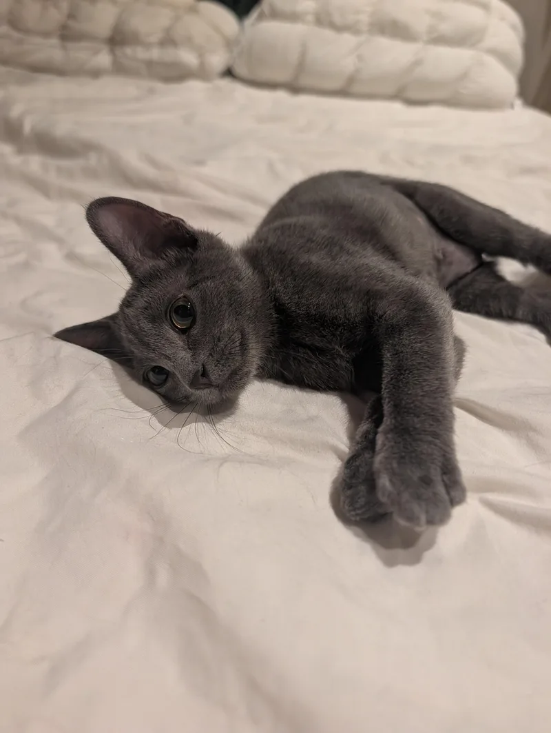 A baby small-sized female Gray / Blue / Silver Domestic Short Hair cat named Tomato for adoption in Portland, OR