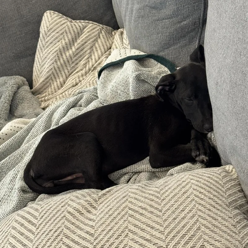A baby medium-sized female Black Great Dane dog named April for adoption in Raleigh, NC