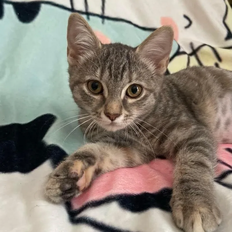 A baby medium-sized female Torbie cat named Lorelei for adoption in Memphis, TN