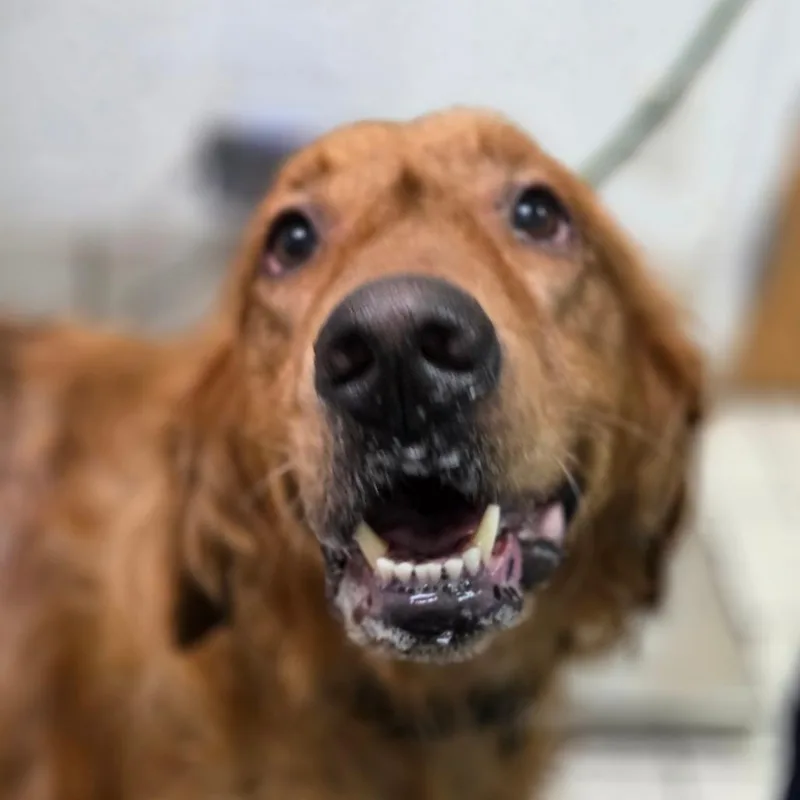An adult large-sized male Golden Mixed Breed dog named Doug the Dog for adoption in Charleston, WV