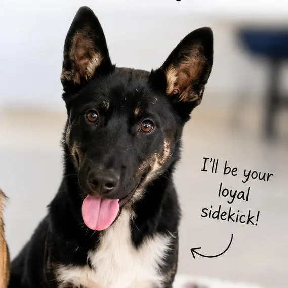 A baby large-sized male Black Mixed Breed dog named Padre for adoption in Hemet, CA