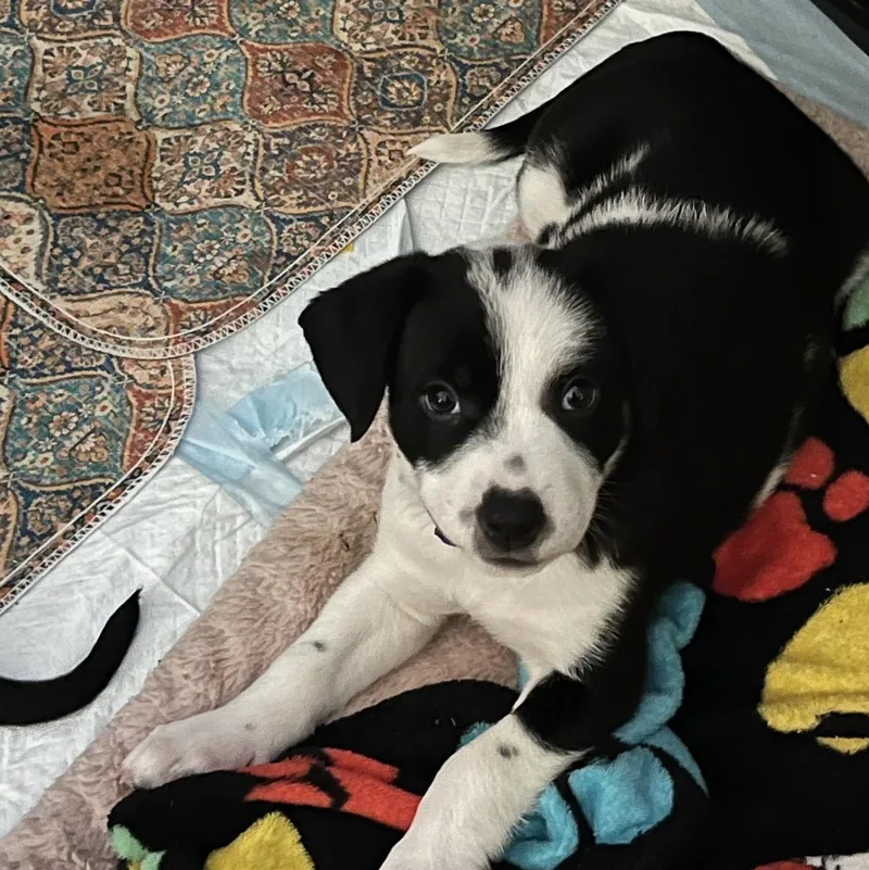 A young medium-sized female White / Cream Hound dog named Jovi for adoption in Calabash, NC
