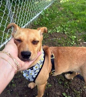 A baby small-sized female Yellow / Tan / Blond / Fawn Terrier dog named Lola for adoption in Bedford Hills, NY