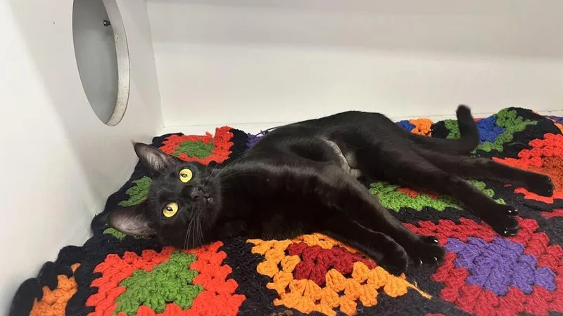 A young medium-sized female Black Domestic Short Hair cat named Lottie for adoption in Chestertown, MD