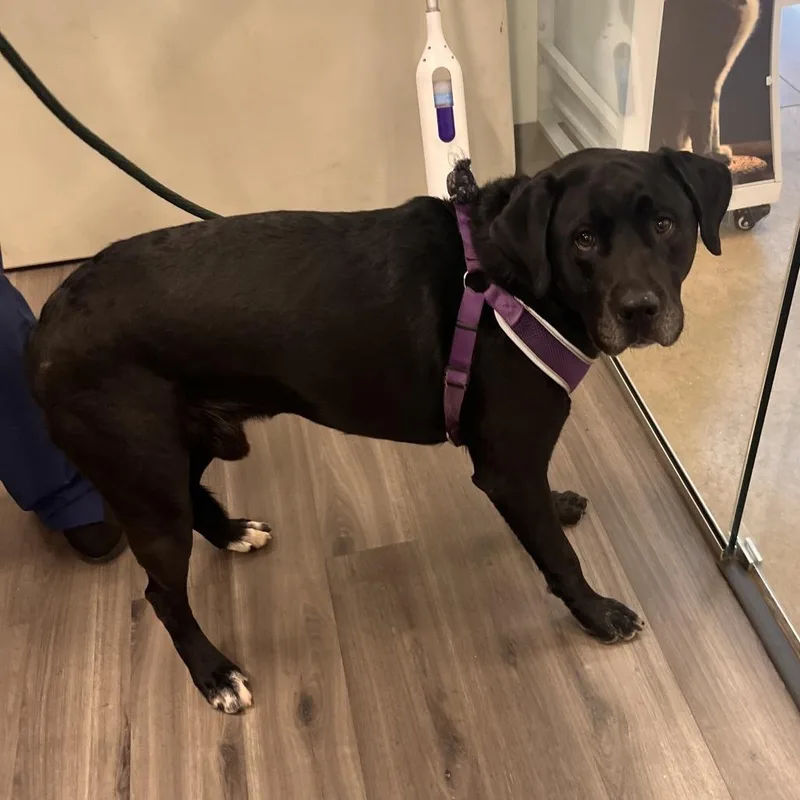 An adult large-sized male Labrador Retriever dog named Loki for adoption in York, PA