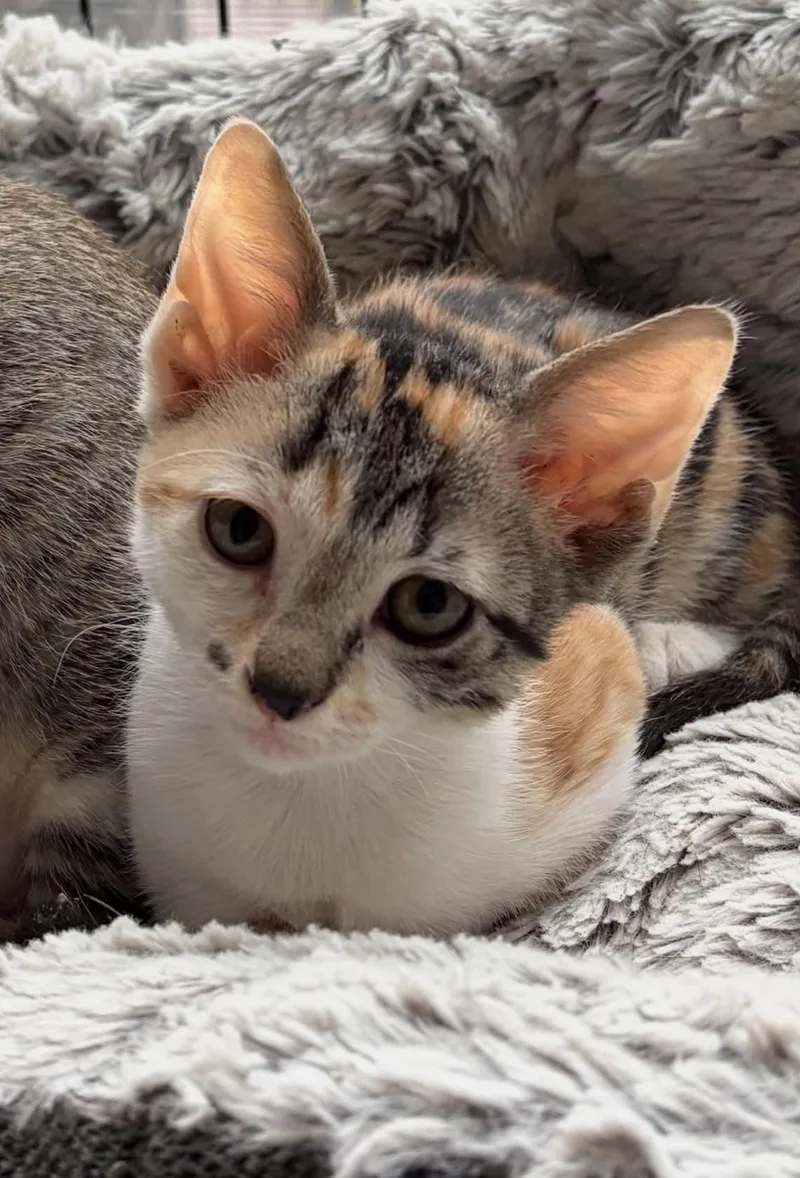 A baby medium-sized female Calico cat named Kyra for adoption in Warren, NJ
