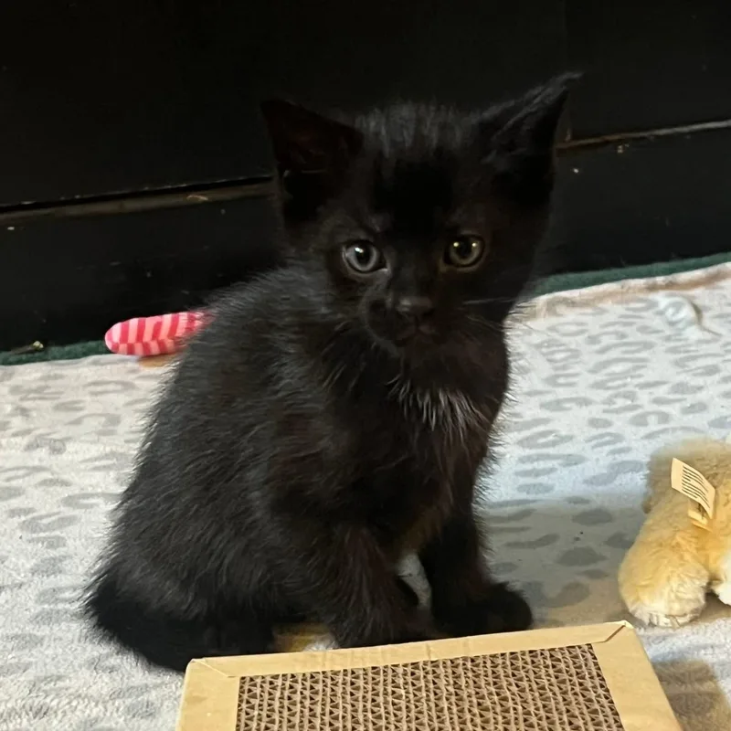 A baby medium-sized male Black Domestic Short Hair cat named Olaf for adoption in Landenberg, PA