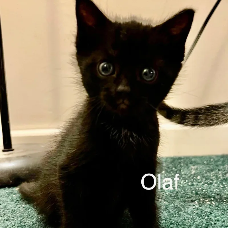 Olaf thumbnail 2