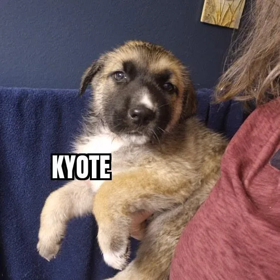 Kyote
