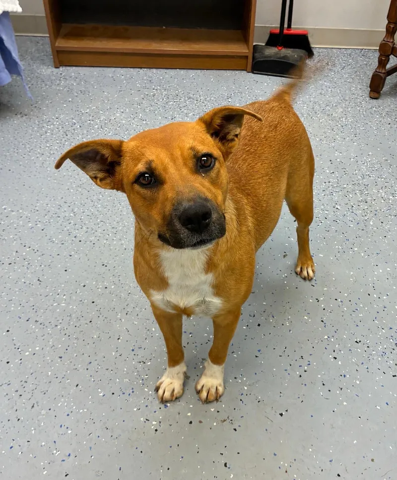 An adult medium-sized female Shepherd dog named Irene for adoption in Senatobia, MS