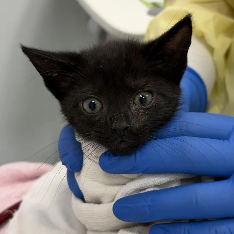 A baby small-sized female Domestic Short Hair cat named Chloe Fineman for adoption in Saint Paul, MN