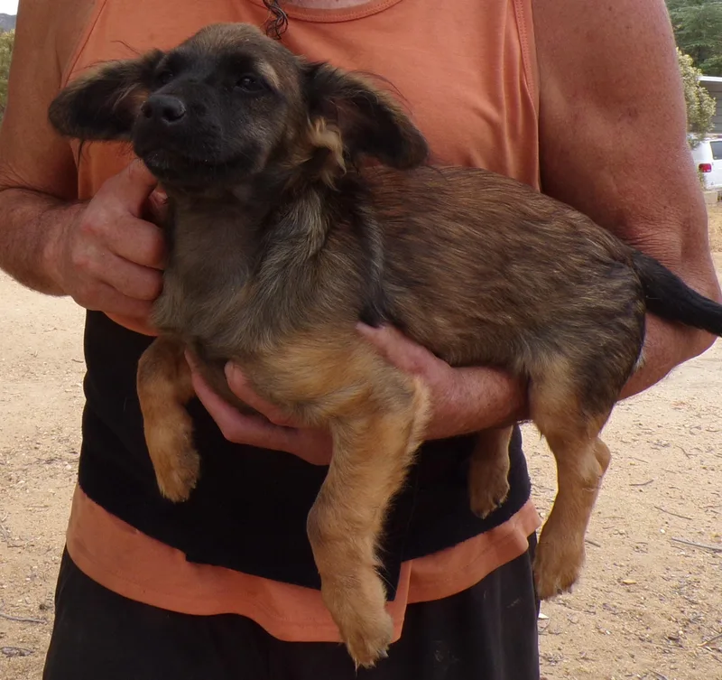 A baby small-sized male Brown / Chocolate Dachshund (Miniature Long Haired) dog named Johnny for adoption in Corona, CA