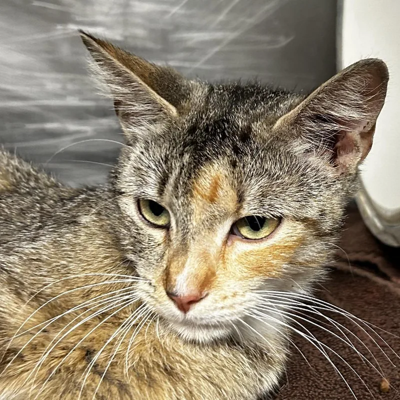 A young small-sized female Brown / Chocolate Domestic Short Hair cat named Chetney for adoption in Leander, TX