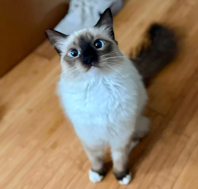 Bella