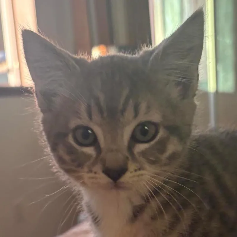 A baby small-sized female Gray / Blue / Silver Domestic Short Hair cat named Count Dracula for adoption in Olympia, WA
