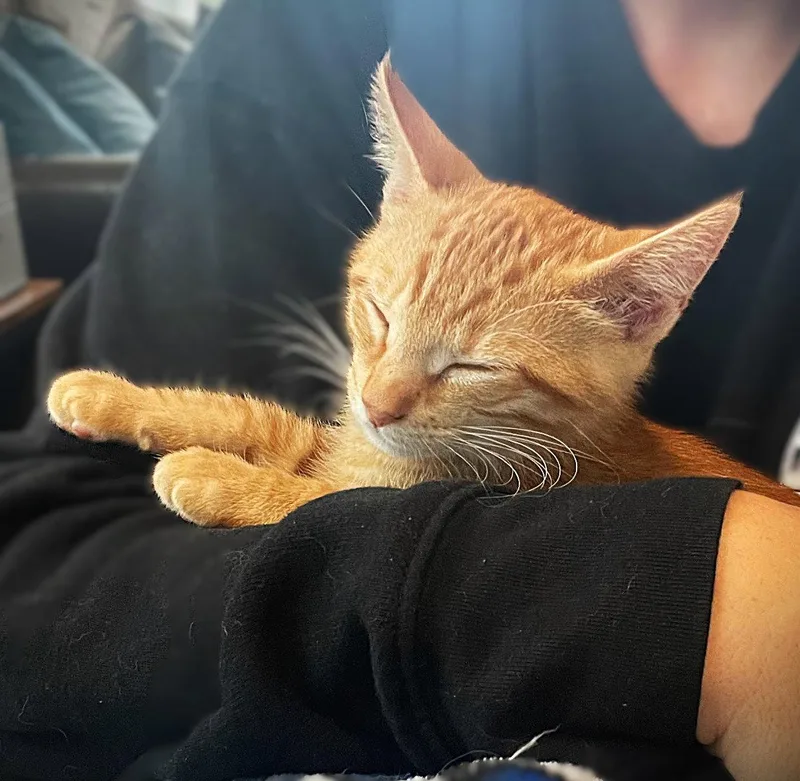 A baby medium-sized female Tabby cat named Roey for adoption in Fort Myers, FL