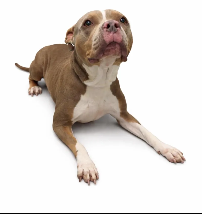 An adult large-sized female Yellow / Tan / Blond / Fawn Pit Bull Terrier dog named Gnocchi for adoption in Plaquemine, LA