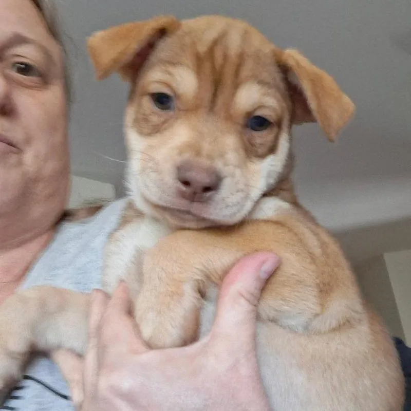 A baby small-sized female Yellow / Tan / Blond / Fawn Labrador Retriever dog named Shakira for adoption in San Antonio, TX