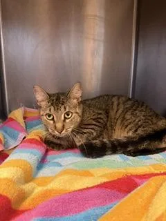 An adult small-sized female Domestic Short Hair cat named Polly for adoption in South Bend, IN